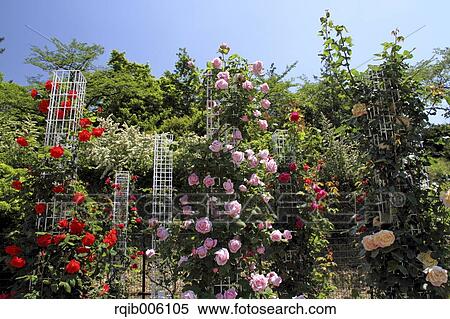 Rose flowers View Large Photo Image Stock Photography - Rose flowers. Fotosearch