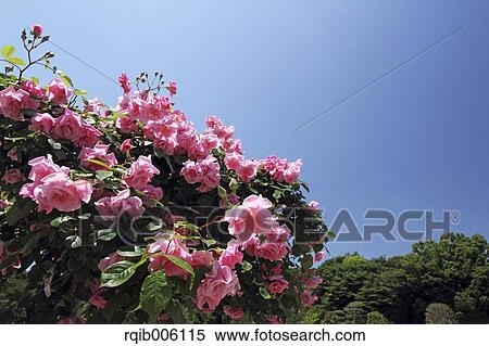 Stock Photography - Rose flowers. Fotosearch