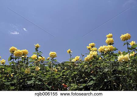 Stock Photography - Rose flowers. Fotosearch