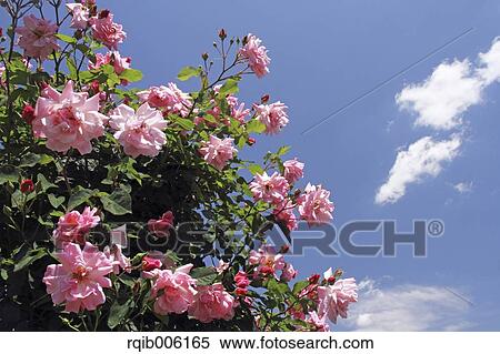Stock Photography - Rose flowers. Fotosearch
