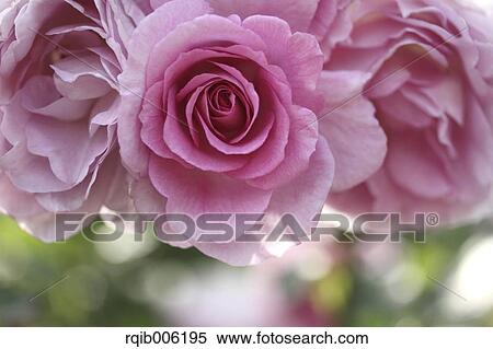 Stock Photography - Rose flowers. Fotosearch