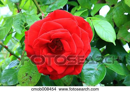 Rose View Large Photo Image Picture - Rose. Fotosearch