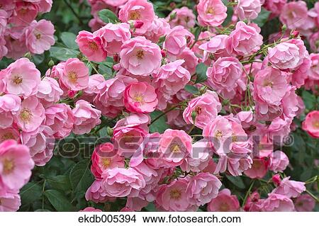 Picture - Rose. Fotosearch