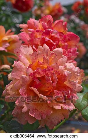 Rose View Large Photo Image Picture - Rose. Fotosearch