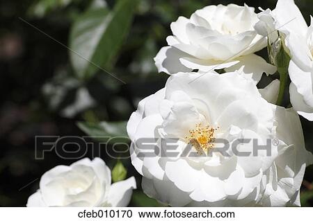 Rose View Large Photo Image Stock Image - Rose. Fotosearch