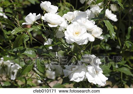 Rose View Large Photo Image Stock Image - Rose. Fotosearch