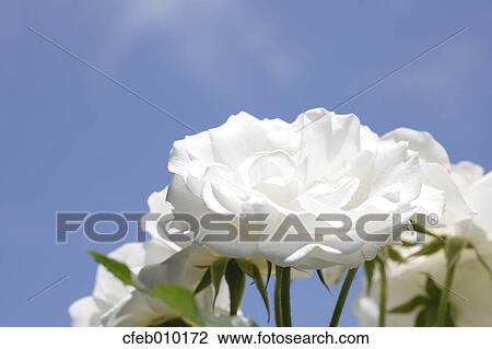 Stock Image - Rose. Fotosearch