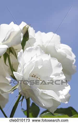 Rose View Large Photo Image Stock Image - Rose. Fotosearch