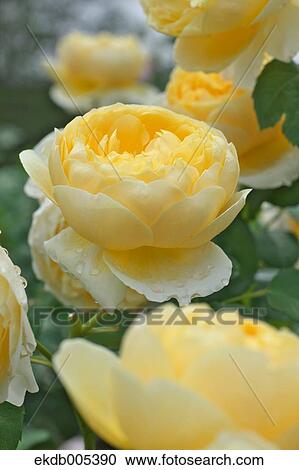 Rose View Large Photo Image Stock Image - Rose. Fotosearch