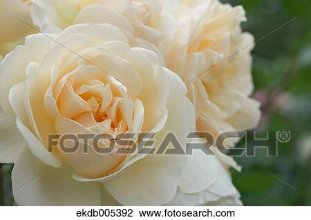 Stock Image - Rose. Fotosearch