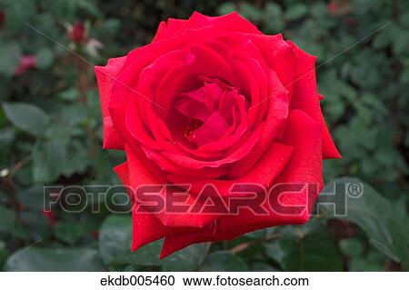 Stock Image - Rose. Fotosearch