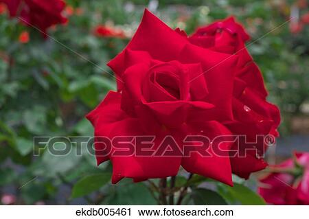 Rose View Large Photo Image Stock Image - Rose. Fotosearch