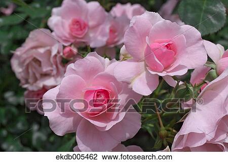 Rose View Large Photo Image Stock Image - Rose. Fotosearch