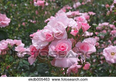 Rose View Large Photo Image Stock Image - Rose. Fotosearch