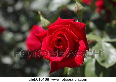 Stock Photo - Rose. Fotosearch