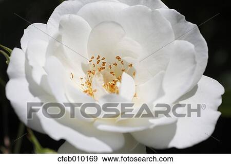Rose View Large Photo Image Stock Photo - Rose. Fotosearch