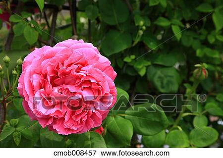 Rose View Large Photo Image Stock Photo - Rose. Fotosearch