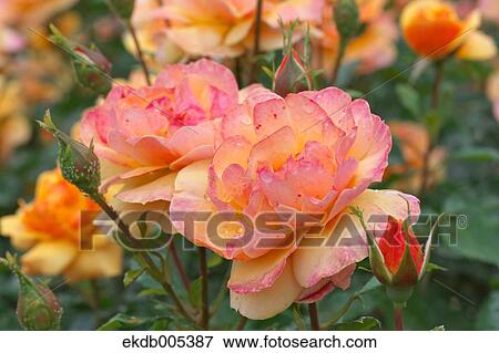 Rose View Large Photo Image Stock Photo - Rose. Fotosearch