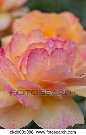 Rose View Large Photo Image Stock Photo - Rose. Fotosearch