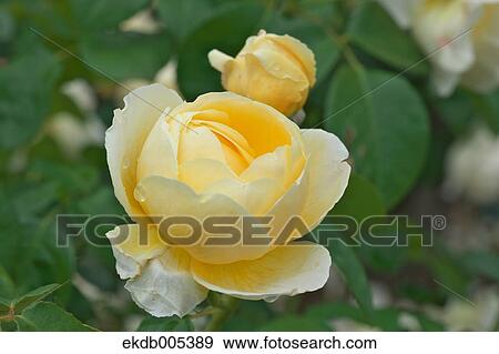 Rose View Large Photo Image Stock Photo - Rose. Fotosearch