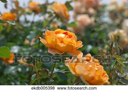 Rose View Large Photo Image Stock Photo - Rose. Fotosearch