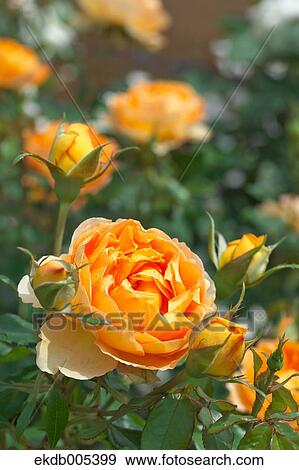Stock Photo - Rose. Fotosearch