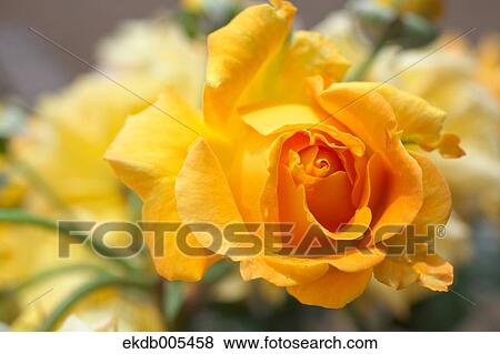 Rose View Large Photo Image Stock Photo - Rose. Fotosearch