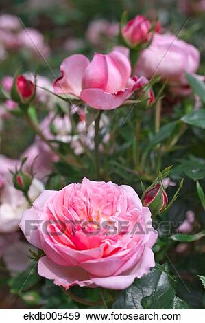 Rose View Large Photo Image Stock Photo - Rose. Fotosearch