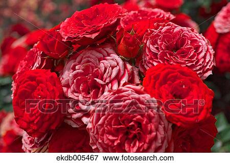 Rose View Large Photo Image Stock Photo - Rose. Fotosearch