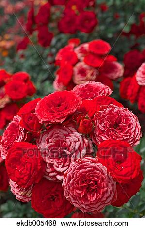 Stock Photo - Rose. Fotosearch