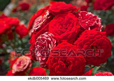 Rose View Large Photo Image Stock Photo - Rose. Fotosearch