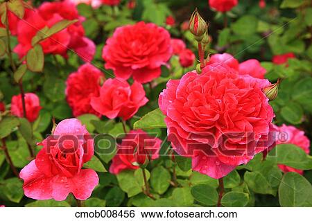 Stock Photograph - Rose. Fotosearch