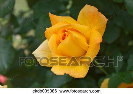Rose View Large Photo Image Stock Photograph - Rose. Fotosearch