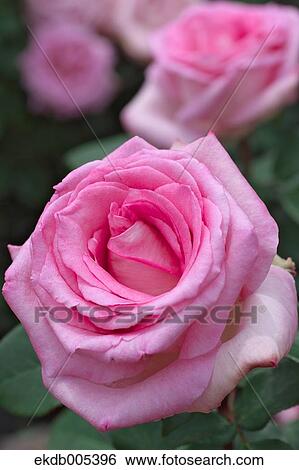 Rose View Large Photo Image Stock Photograph - Rose. Fotosearch
