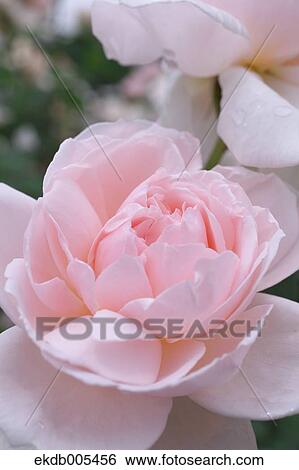 Rose View Large Photo Image Stock Photograph - Rose. Fotosearch