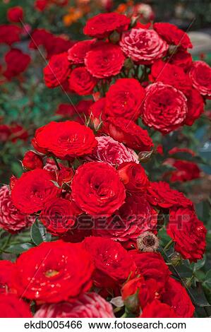 Rose View Large Photo Image Stock Photograph - Rose. Fotosearch
