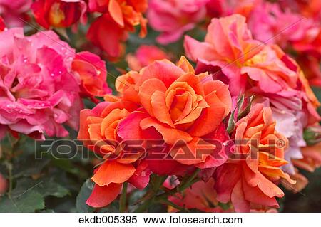 Rose View Large Photo Image Stock Photography - Rose. Fotosearch