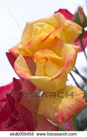 Rose View Large Photo Image Stock Photography - Rose. Fotosearch