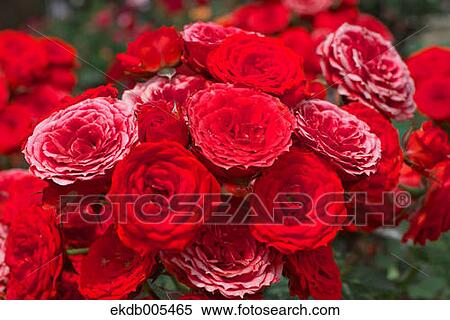 Rose View Large Photo Image Stock Photography - Rose. Fotosearch