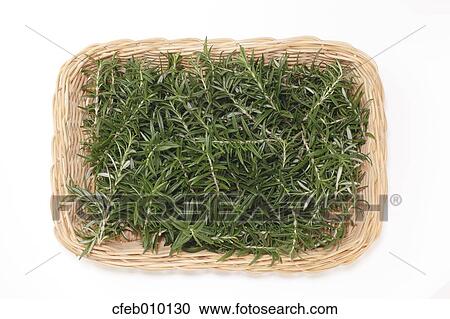 Rosemary View Large Photo Image Stock Image - Rosemary. Fotosearch