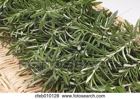 Rosemary View Large Photo Image Stock Photo - Rosemary. Fotosearch
