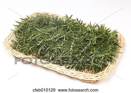 Rosemary View Large Photo Image Stock Photo - Rosemary. Fotosearch
