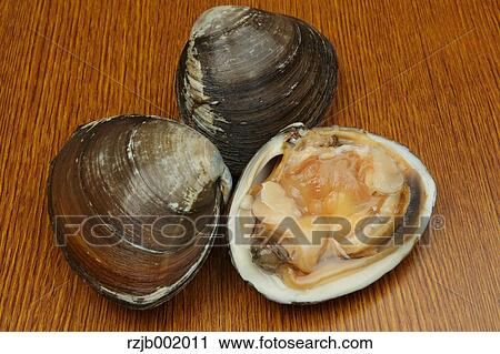 Sakhalin Surf Clams View Large Photo Image Stock Image - Sakhalin Surf Clams. Fotosearch