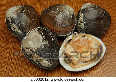 Stock Image - Sakhalin Surf Clams. Fotosearch