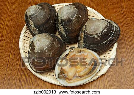 Sakhalin Surf Clams View Large Photo Image Stock Image - Sakhalin Surf Clams. Fotosearch
