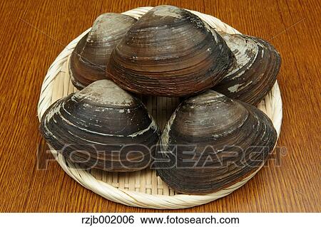 Stock Photograph - Sakhalin Surf Clams. Fotosearch