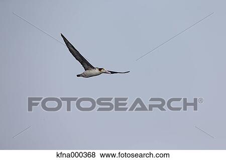 Stock Photo - Seabird. Fotosearch
