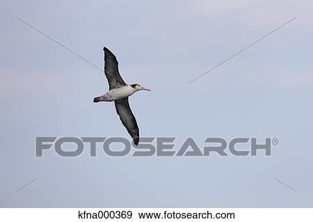 Stock Photo - Seabird. Fotosearch