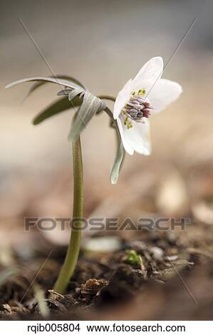 Picture - Shibateranthis pinnatifida. Fotosearch