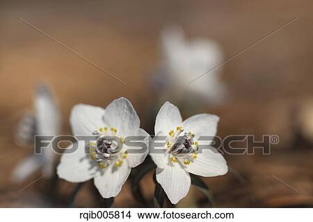 Shibateranthis pinnatifida View Large Photo Image Picture - Shibateranthis pinnatifida. Fotosearch